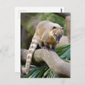 リングや輪尾コアティオンブランチ ポストカード (正面/裏面)