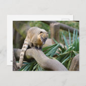 リングや輪尾コアティオンブランチ ポストカード (正面/裏面)