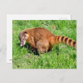 リングや輪尾コアティon grass シーズンポストカード (正面/裏面)