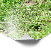 リングや輪尾コアティon grass フォトプリント            (角)