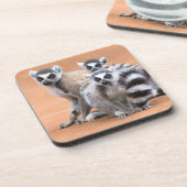 リングや輪尾レムルス群 コースター (左側)