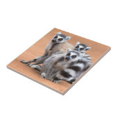 リングや輪尾レムルス群 タイル (側面)