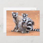 リングや輪尾レムルス群 ポストカード (正面/裏面)