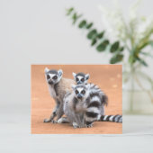 リングや輪尾レムルス群 ポストカード (スタンド正面)