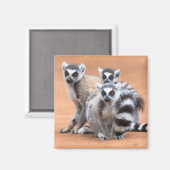 リングや輪尾レムルス群 マグネット (正面/裏面)