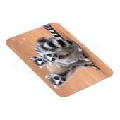 リングや輪尾レムルス群 マグネット (右側)