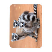 リングや輪尾レムルス群 マグネット (縦)