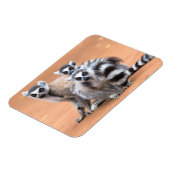 リングや輪尾レムルス群 マグネット (左側)