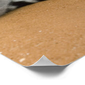 リングや輪尾レムルス（レムールカッタ），ベレンティ ポスター (角)