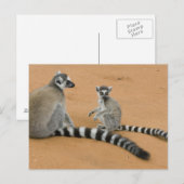 リングや輪尾レムルス(レムールカッタ),ベレンティ ポストカード (正面/裏面)