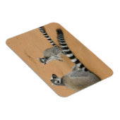 リングや輪尾レムルス（レムールカッタ），ベレンティ マグネット (右側)