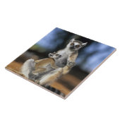 リングや輪尾レムール(レムールカッタ)、母と タイル (側面)