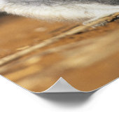 リングや輪尾レムール(レムールカッタ)、母と ポスター (角)