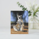 リングや輪尾レムール（レムールカッタ）、母と ポストカード (スタンド正面)