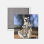 リングや輪尾レムール（レムールカッタ）、母と マグネット (正面/裏面)