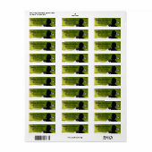 リングや輪首のアヒル黒と白の鳥緑の水 ラベル (フルシート)