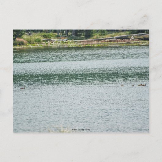 リングや輪首のアヒル ポストカード (正面)