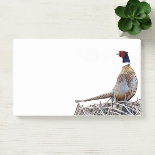 リングや輪首のキジの写真ポストイットのノート ポストイット (オフィス)