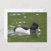 リングや輪首の鴨葉書 ポストカード (正面/裏面)