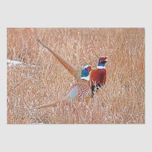 リングや輪首雉 薄葉紙 (正面)