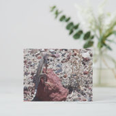 リングテールトカゲ ポストカード (スタンド正面)