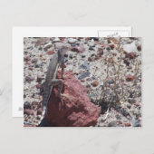 リングテールトカゲ ポストカード (正面/裏面)