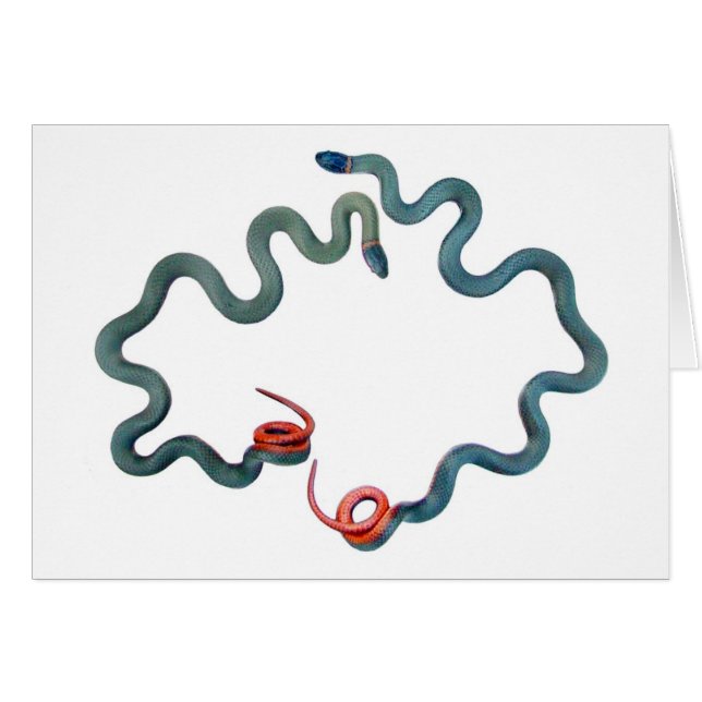 リングネックのヘビ (正面横)