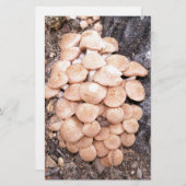 リングレスハチミツ 便箋 (正面/裏面)