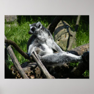 リング尾Lemur ポスター