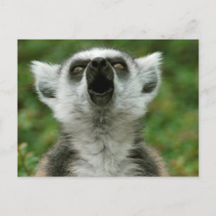 リング後につかれたLemur ポストカード
