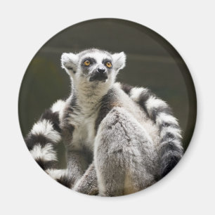 リング後につかれたLemur マグネット