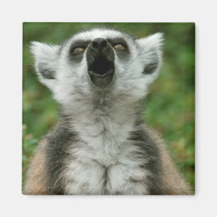 リング後につかれたLemur マグネット