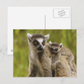 リング後につかれたlemurs (Lemurのcatta)母及び赤ん坊 ポストカード (正面/裏面)
