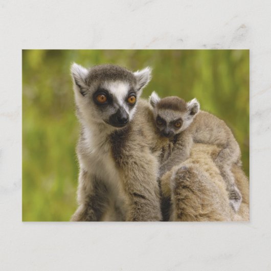 リング後につかれたlemurs (Lemurのcatta)母及び赤ん坊 ポストカード (正面)