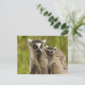 リング後につかれたlemurs (Lemurのcatta)母及び赤ん坊 ポストカード (スタンド正面)