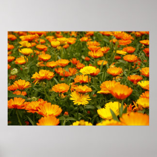 リンゲルブルーム ポスター