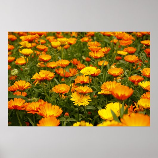 リンゲルブルーム ポスター (正面)