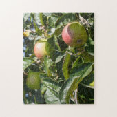 リンゴがリンゴの木で熟す ジグソーパズル (縦)