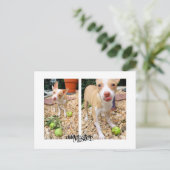 リンゴが好きなんだよお嬢さん！ ポストカード (スタンド正面)