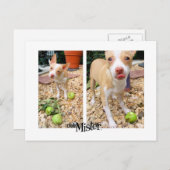 リンゴが好きなんだよお嬢さん！ ポストカード (正面/裏面)