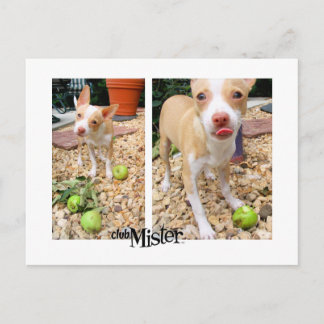 リンゴが好きなんだよお嬢さん！ ポストカード