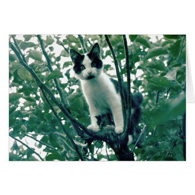 リンゴの木の子猫 (正面横)