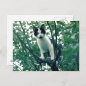 リンゴの木の子猫 ポストカード (正面/裏面)