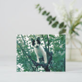 リンゴの木の子猫 ポストカード (スタンド正面)