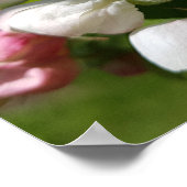 リンゴの木の白い花。春 ポスター (角)