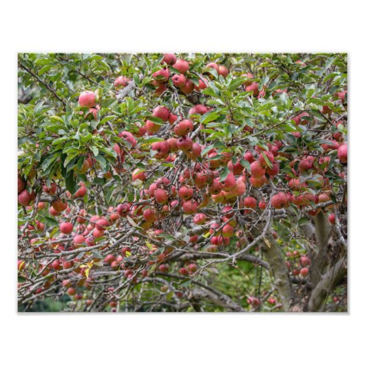 リンゴの木 フォトプリント            (正面)