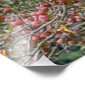 リンゴの木 フォトプリント            (角)