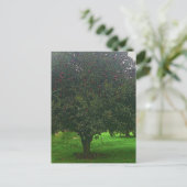 リンゴの木 ポストカード (スタンド正面)