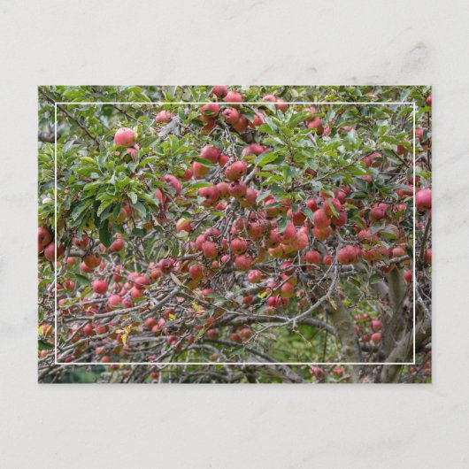 リンゴの木 ポストカード (正面)