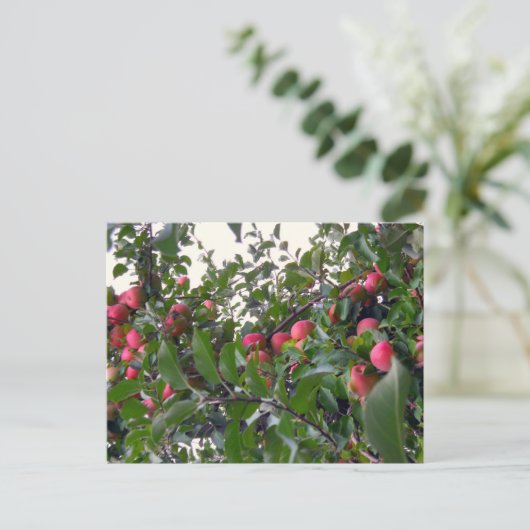リンゴの木 ポストカード (スタンド正面)